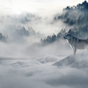 Wolf looking at mountain pattern tapestry