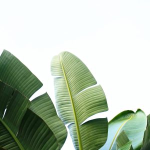 Banana green leaf tapestry